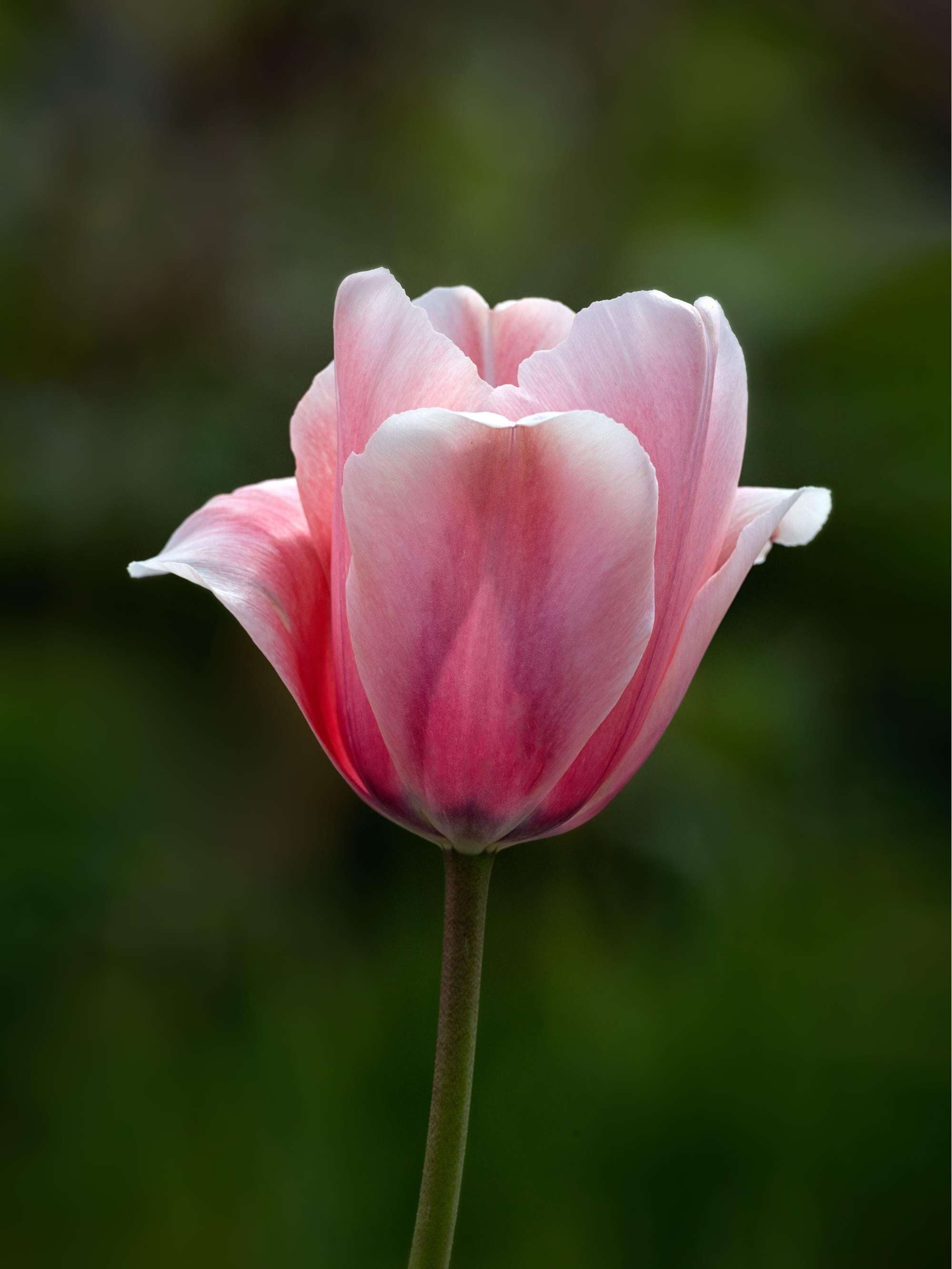 Tulpe 'Salmon Impression'